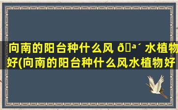 向南的阳台种什么风 🪴 水植物好(向南的阳台种什么风水植物好呢)